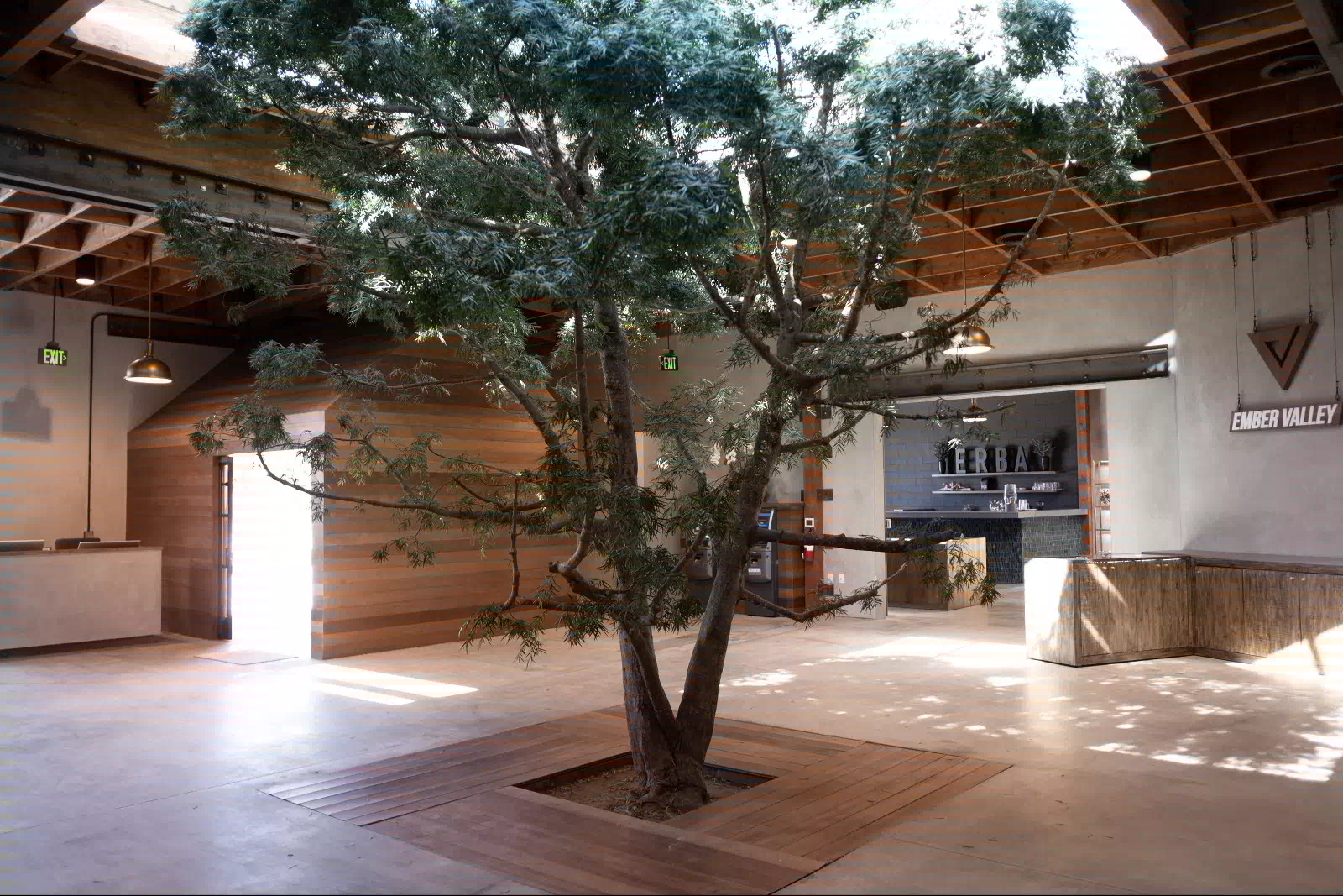 The indoor tree at the centre of the Sawtelle room