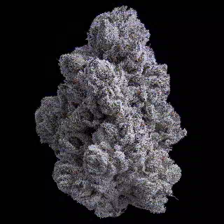 Snow White